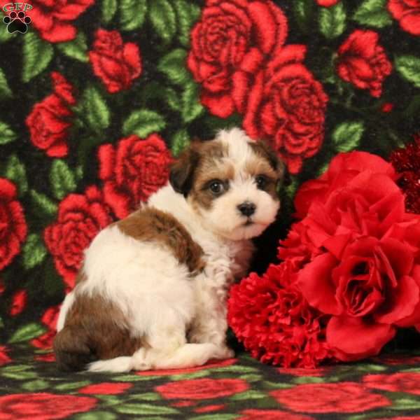 Howard, Morkie-Poo Puppy